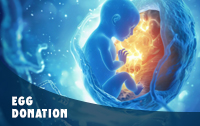 Egg Donation