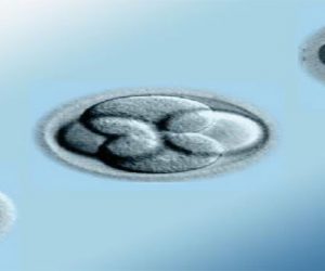 Difference between a Day 3 and a Day 5 Embryo Transfer